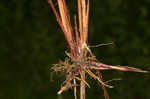 Buxbaum's sedge